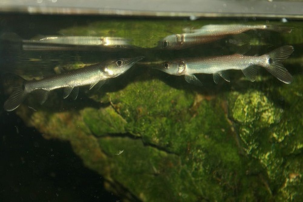 Ctenolucius hujeta