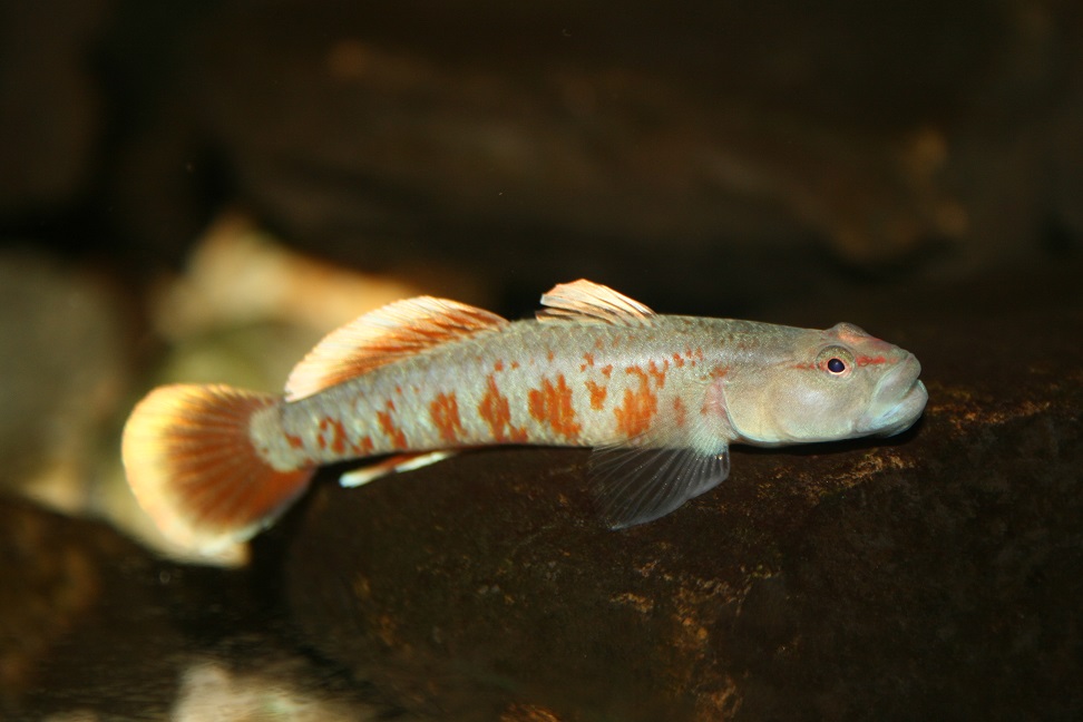 Rhinogobius zhoui Männchen