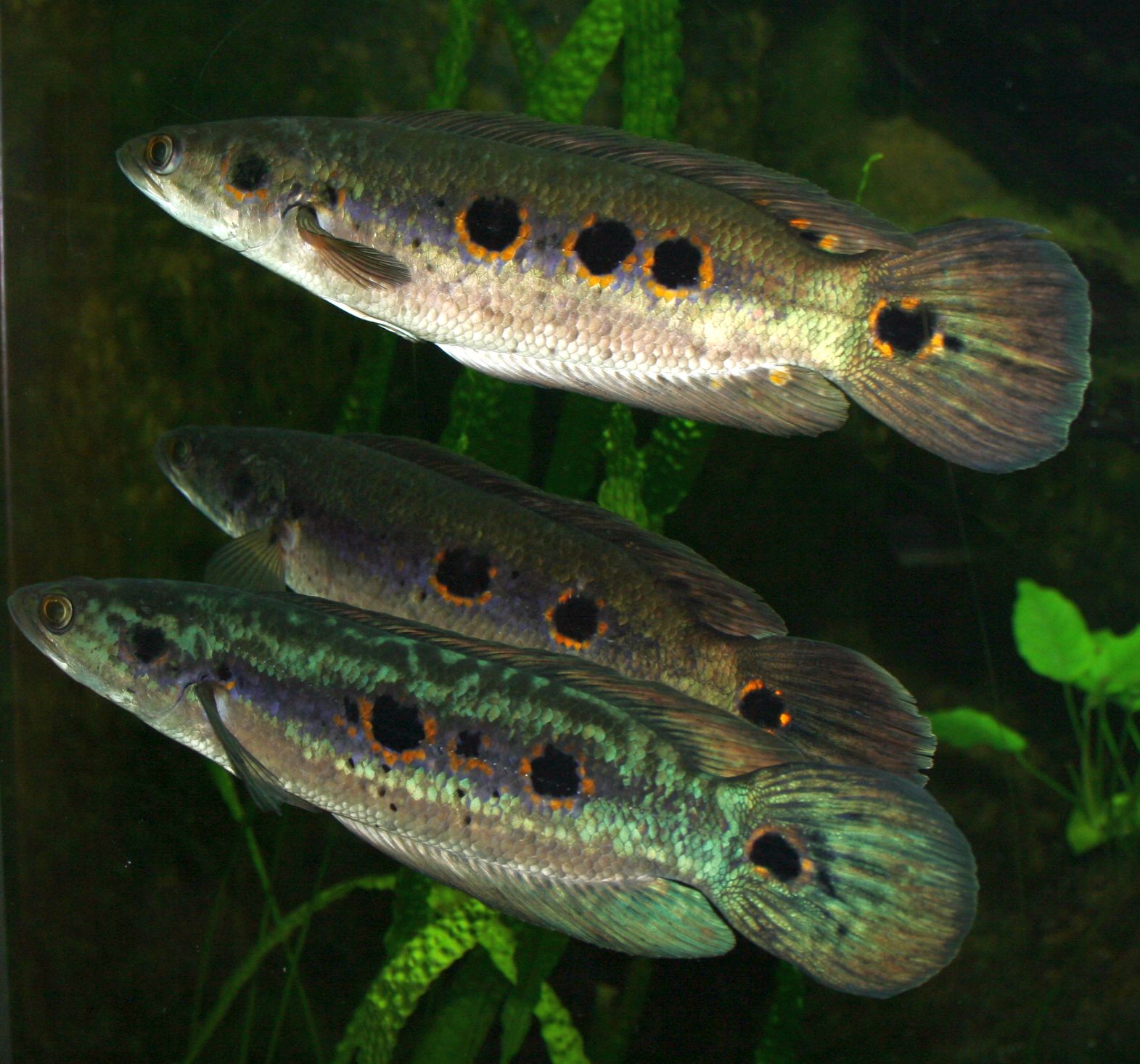 Channa pleurophthalma