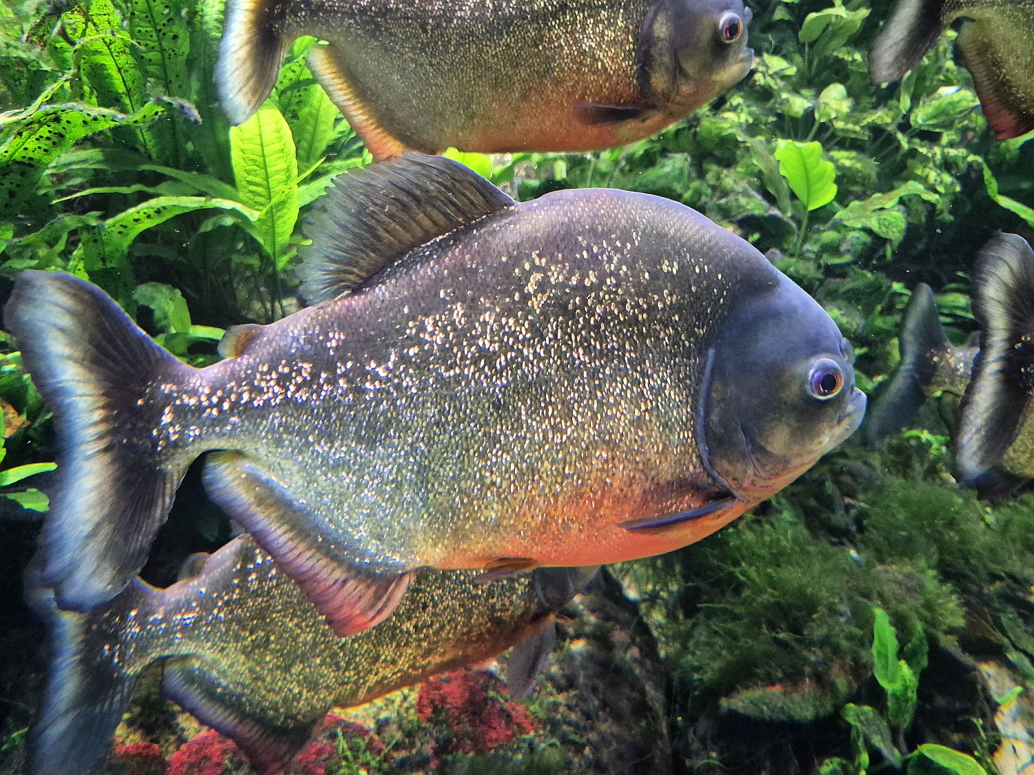 Pygocentrus nattereri