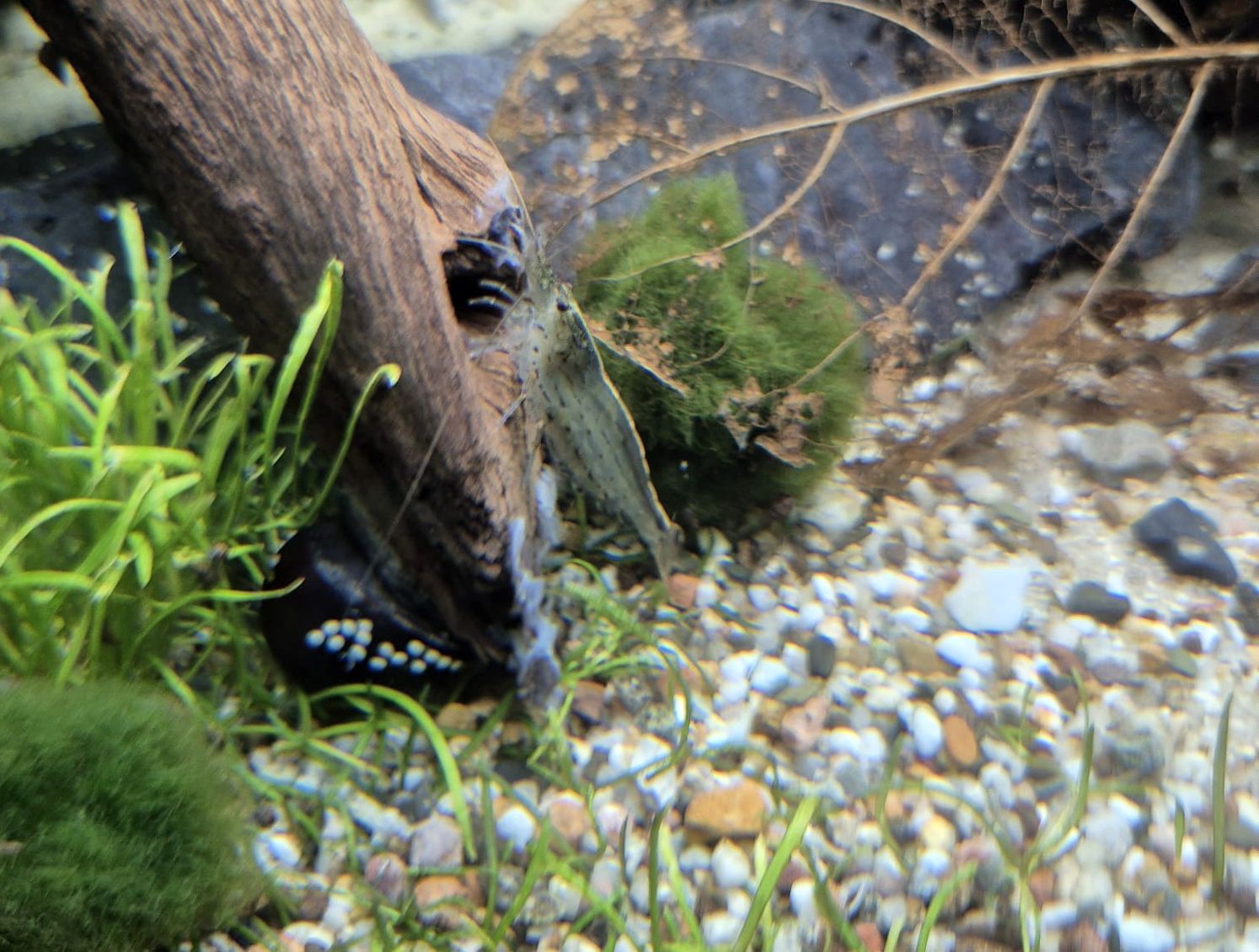 Caridina multidentata