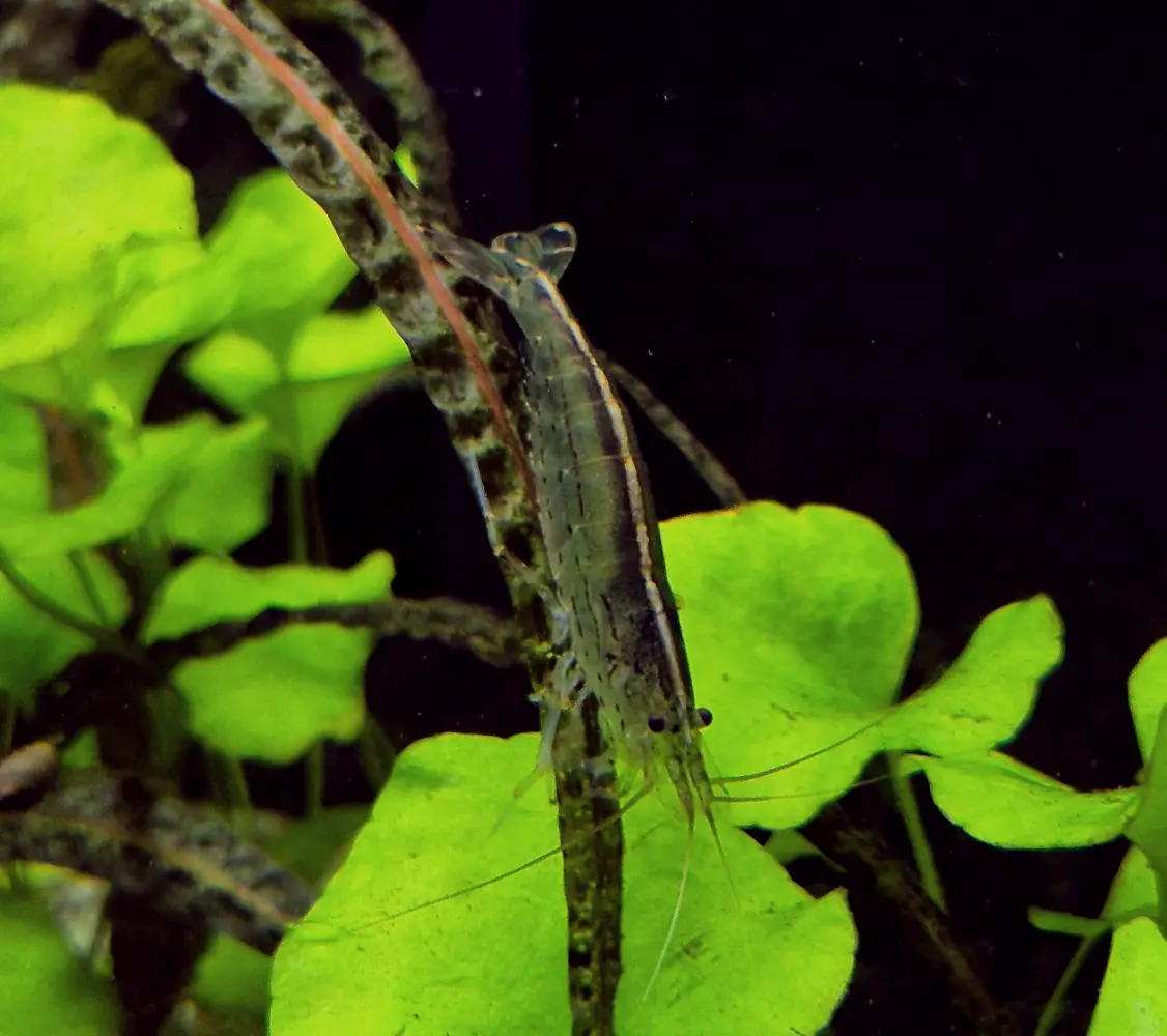 Amanogarnele, Caridina multidentata