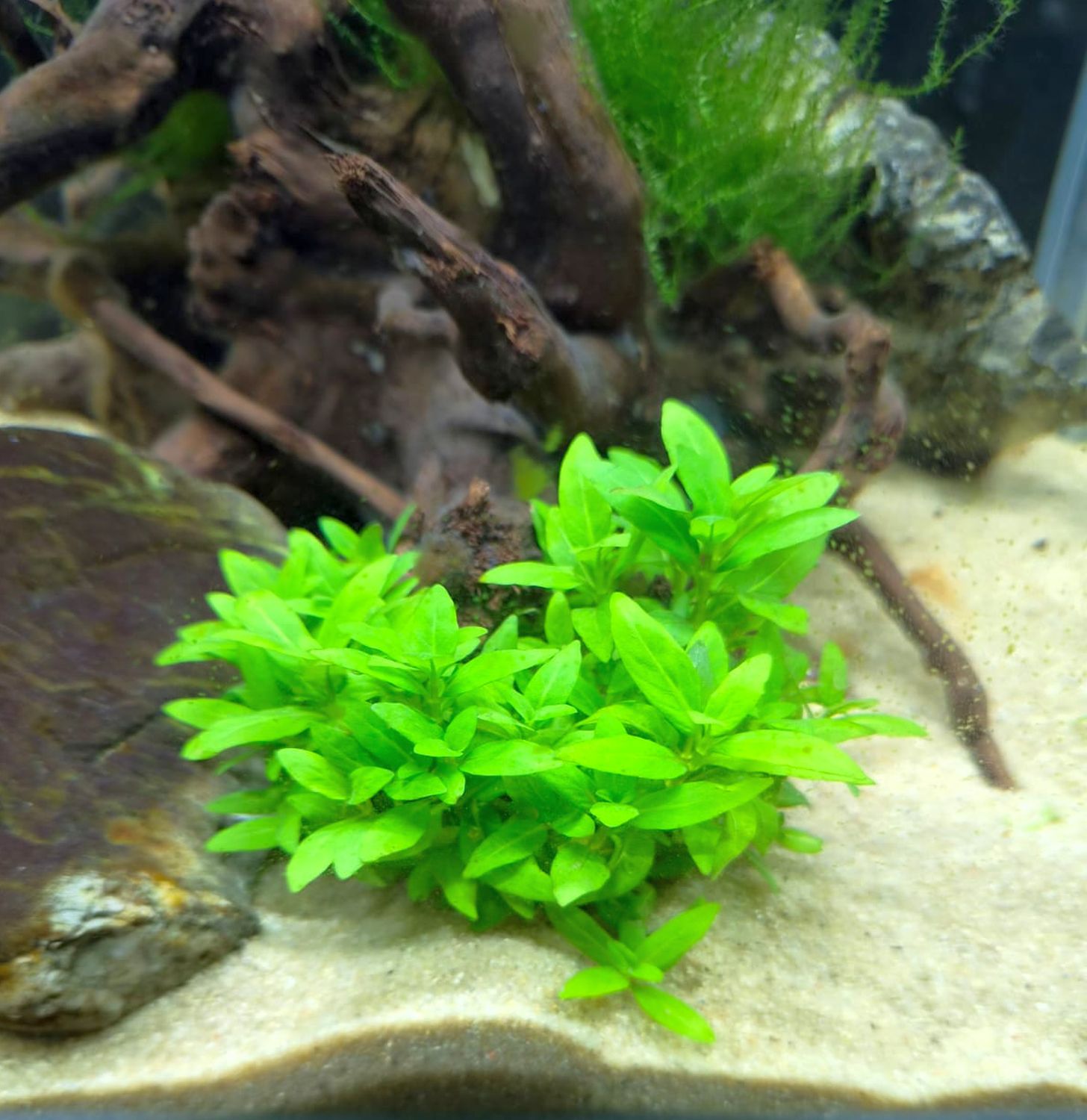Staurogyne repens