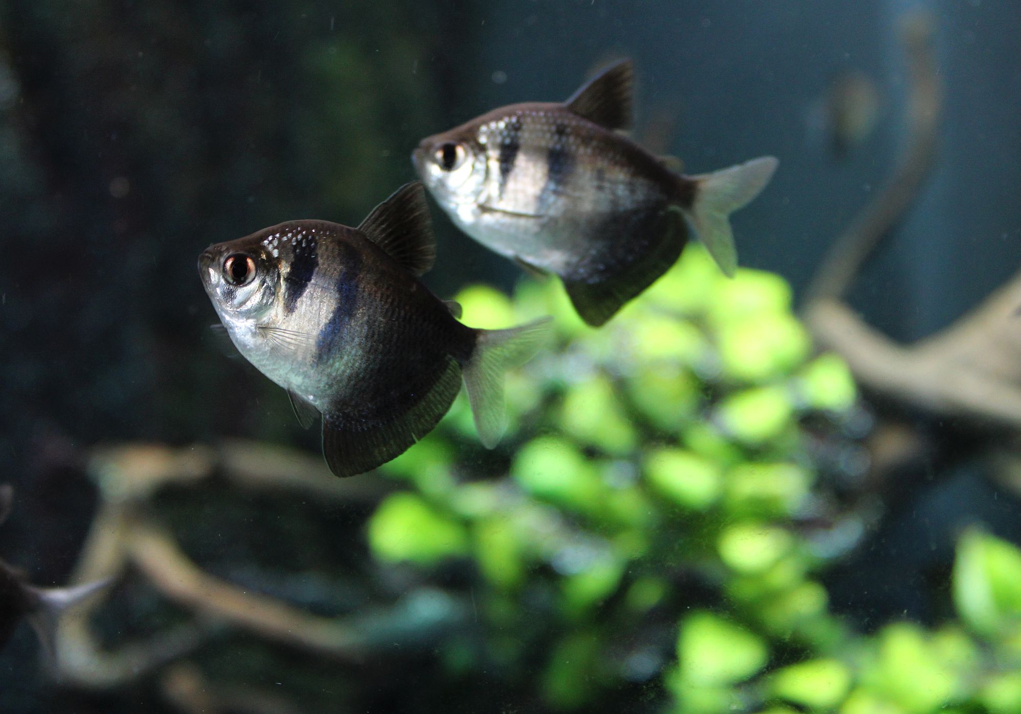 Gymnocorymbus ternetzi
