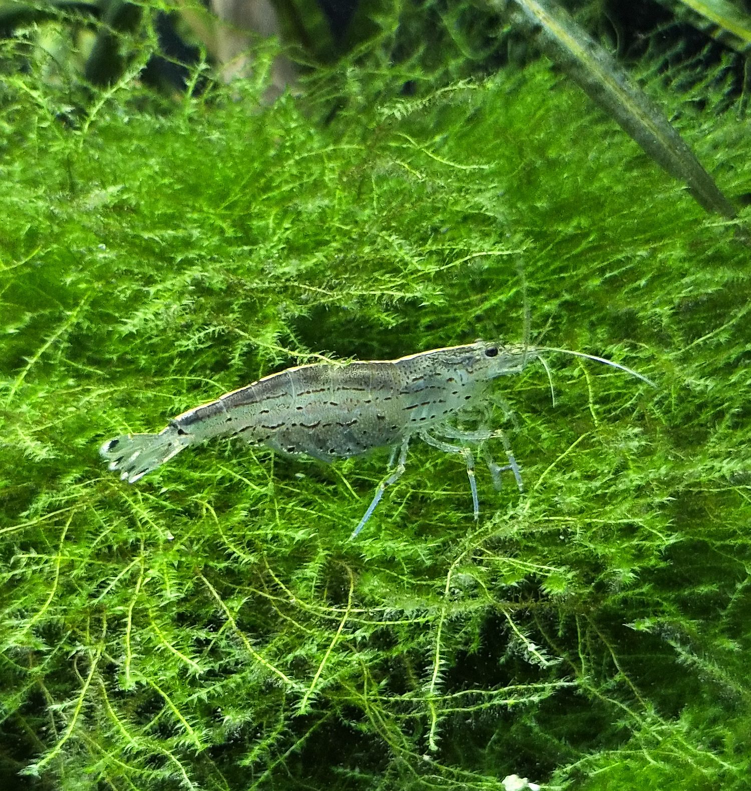 Caridina multidentata im Moos