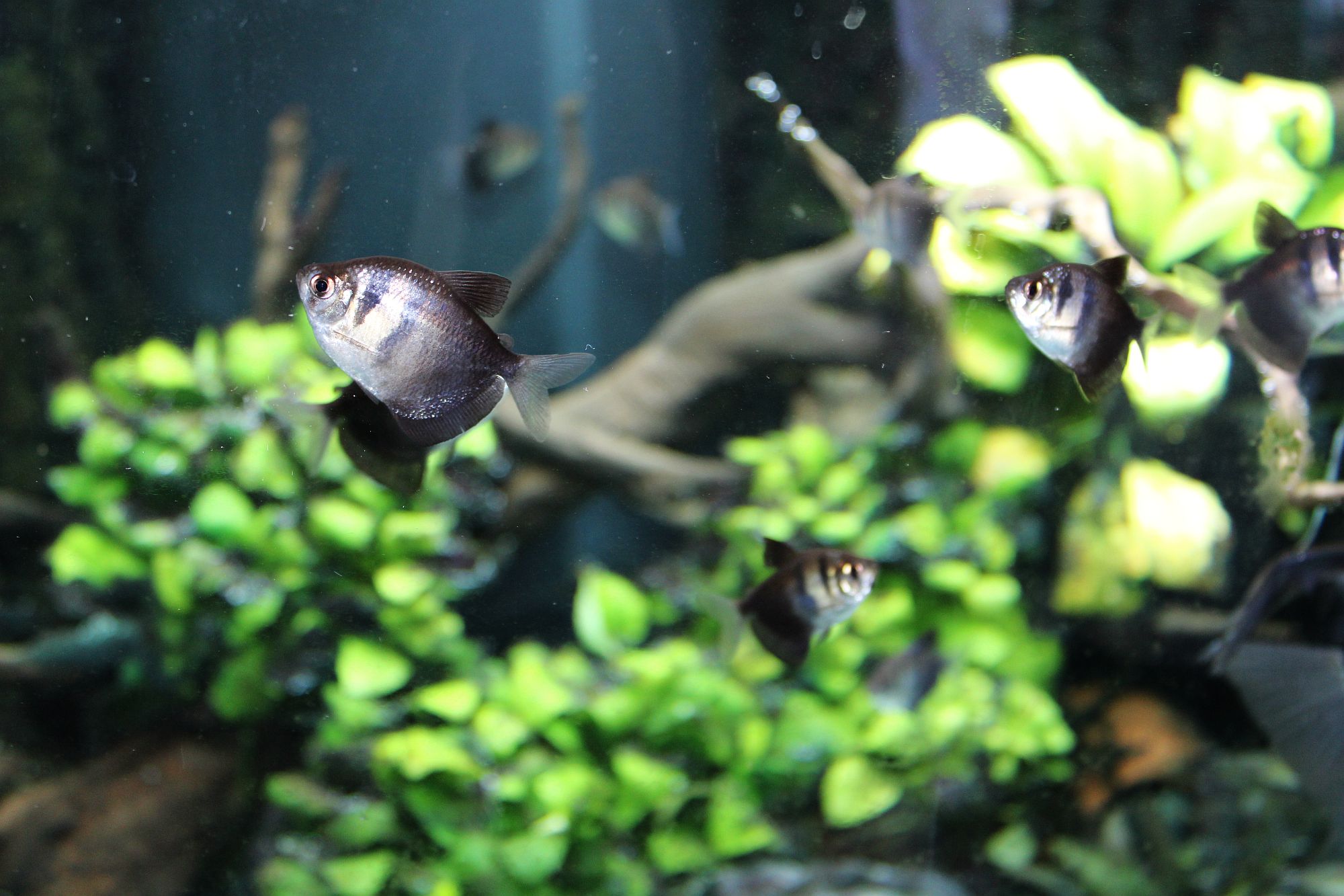 Gymnocorymbus ternetzi