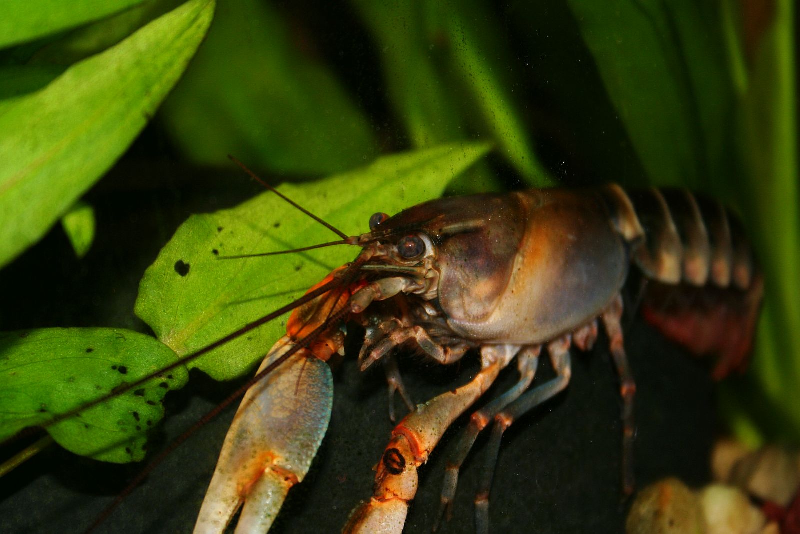 Cherax peknyi