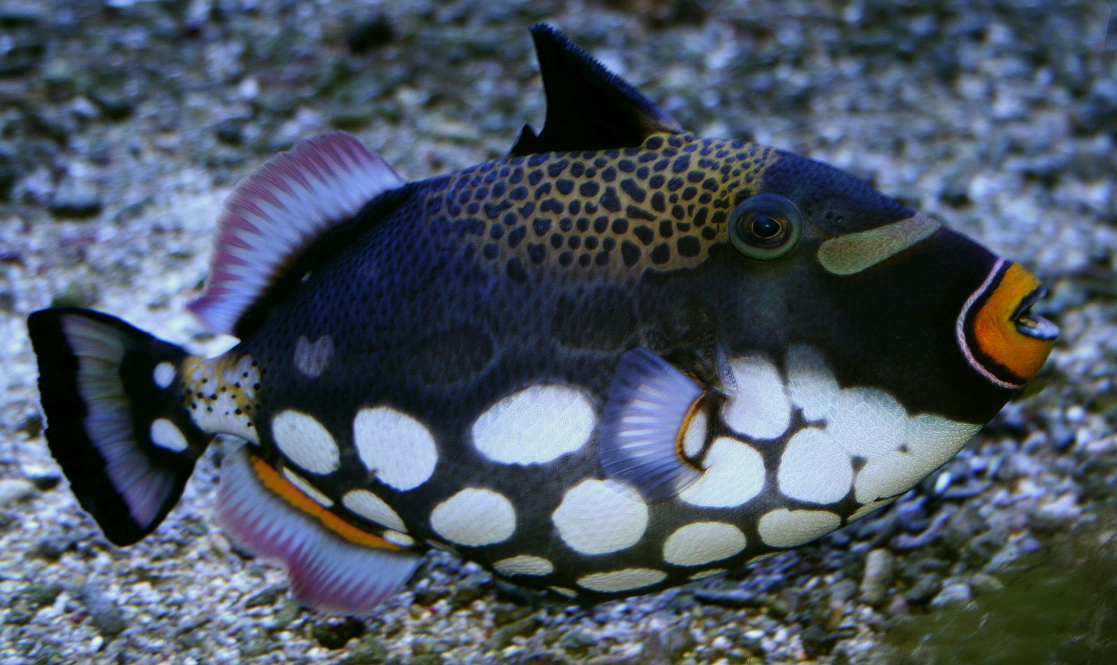 Balistoides conspicillum