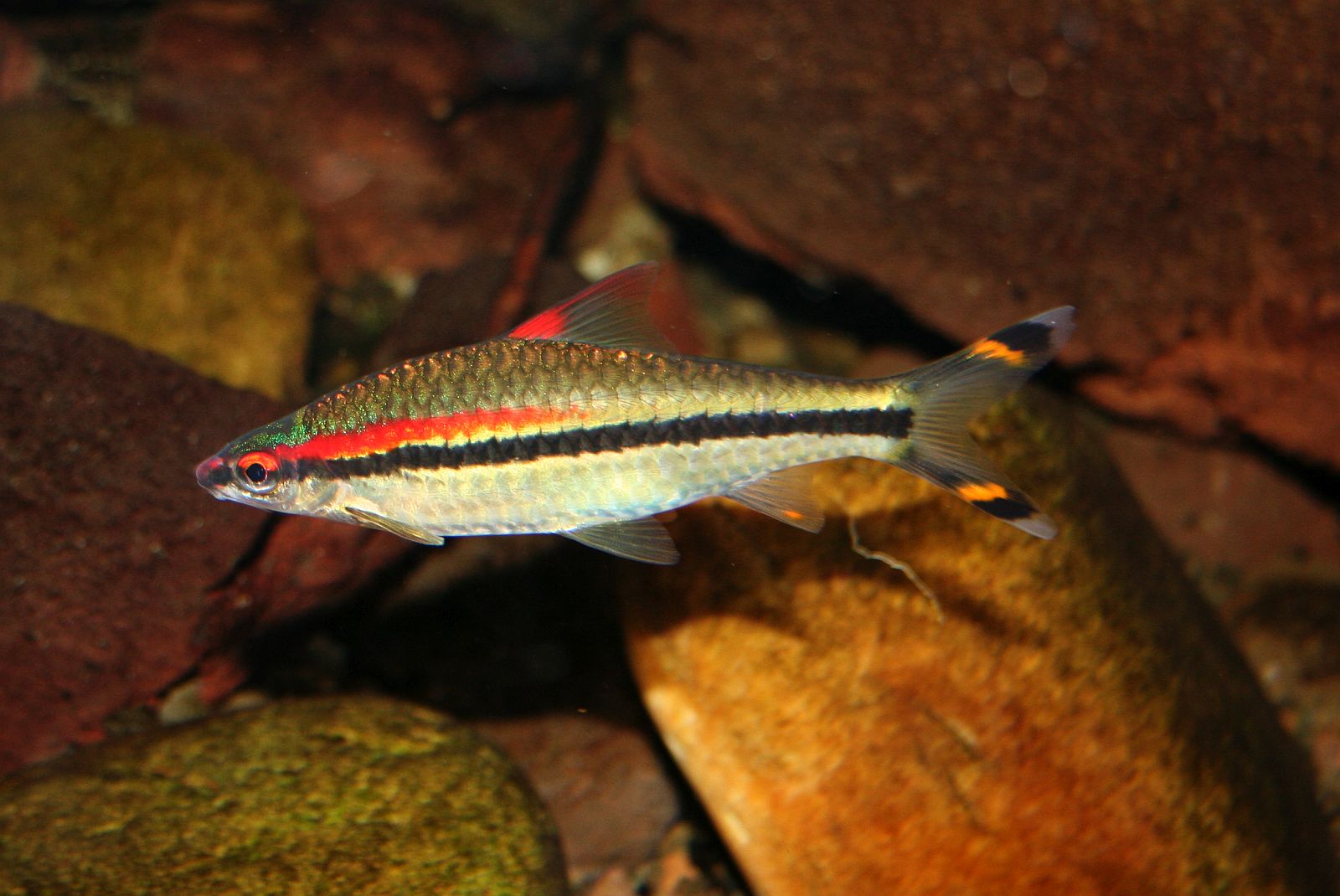 Dawkinsia denisonii