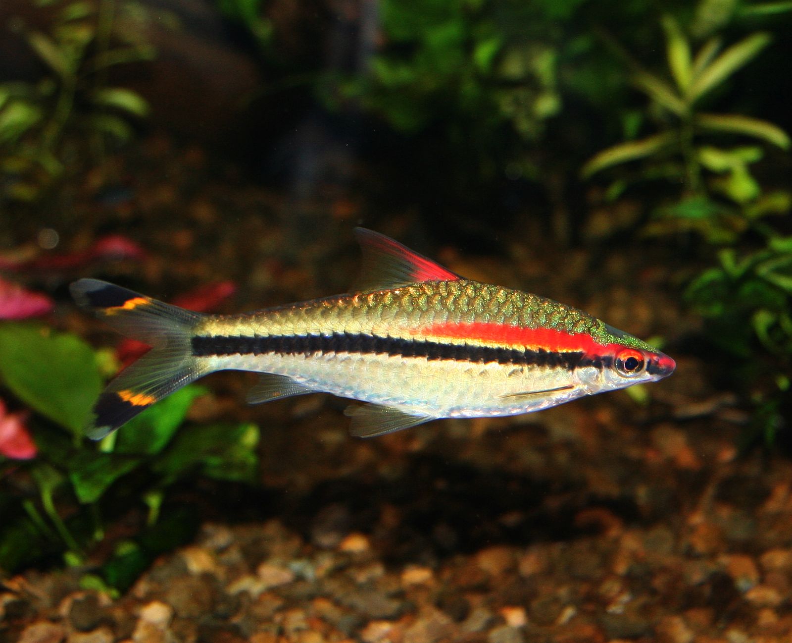Dawkinsia denisonii