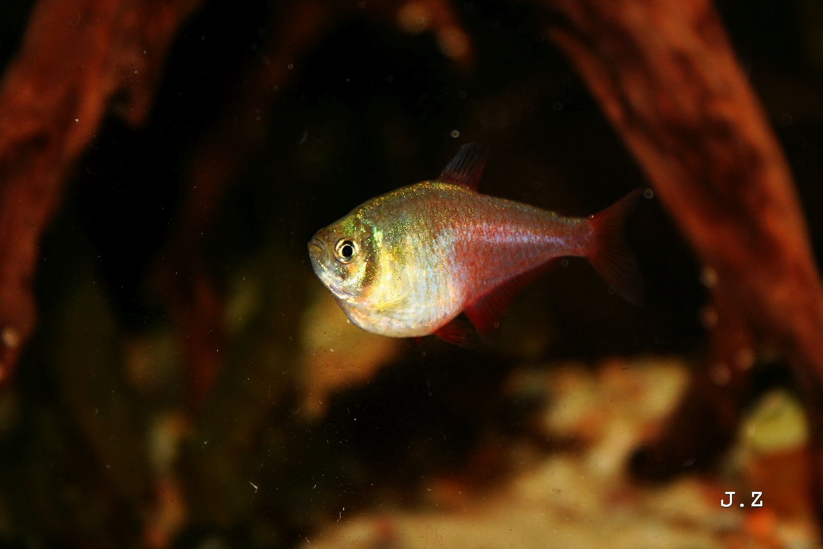 Hyphessobrycon flammeus