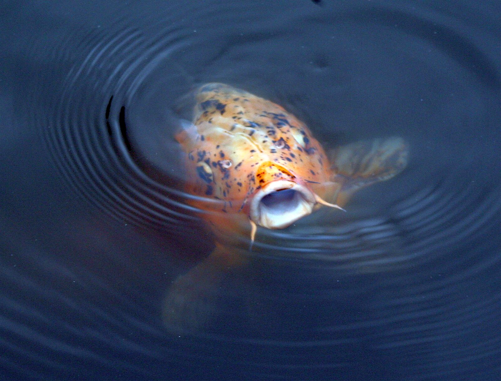 Koi Karpfen