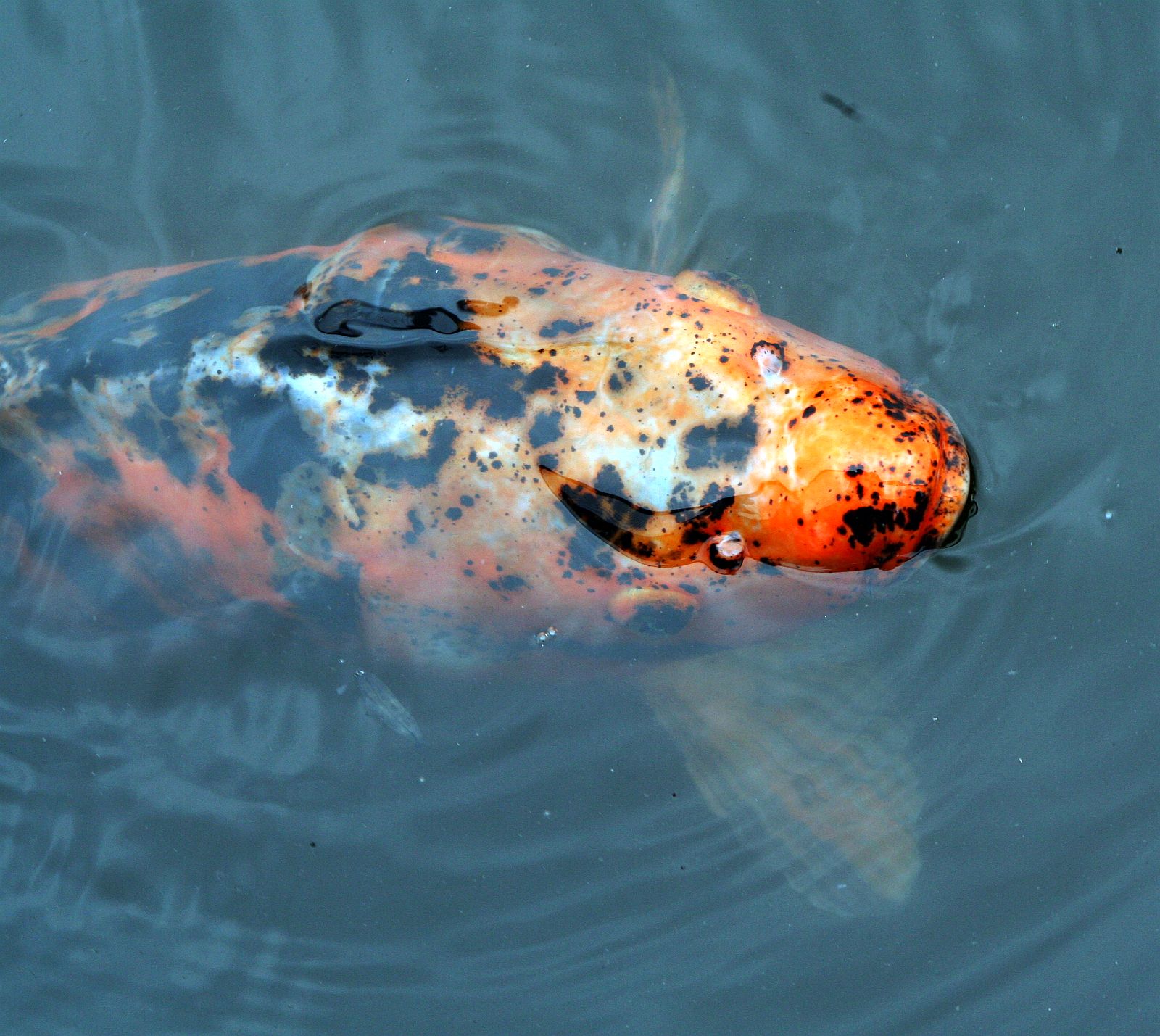 Koi Karpfen
