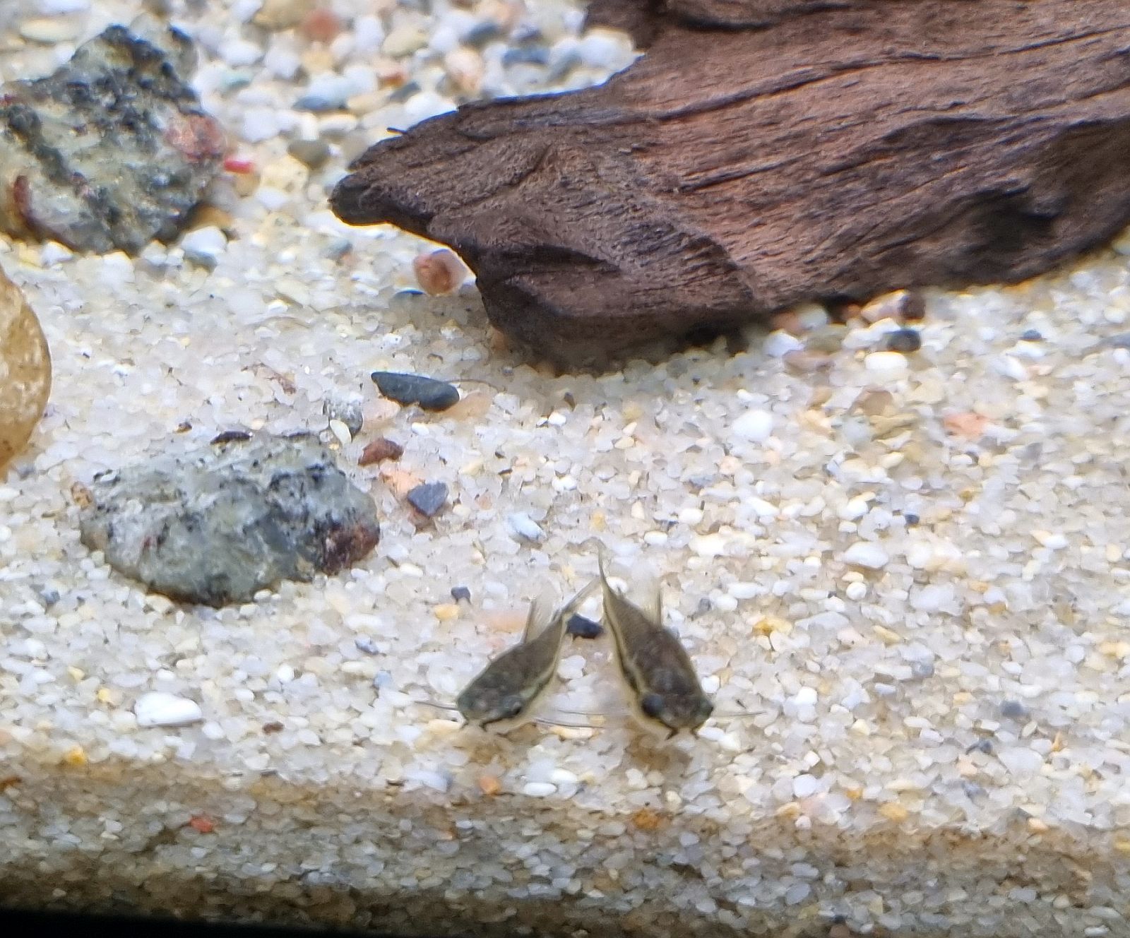 Gastrodermus pygmaeus