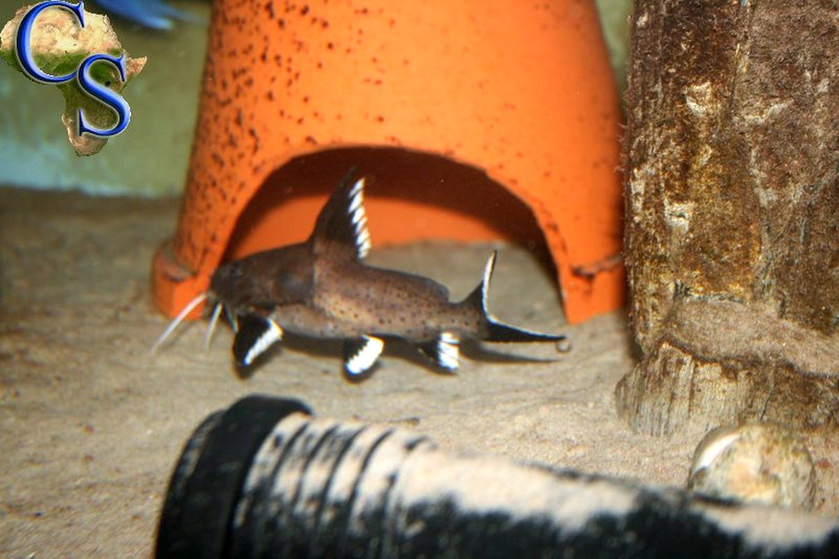 Synodontis granulosus