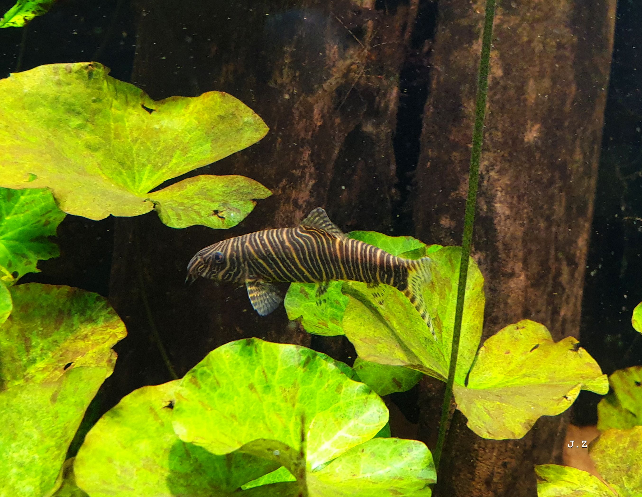 Botia striata
