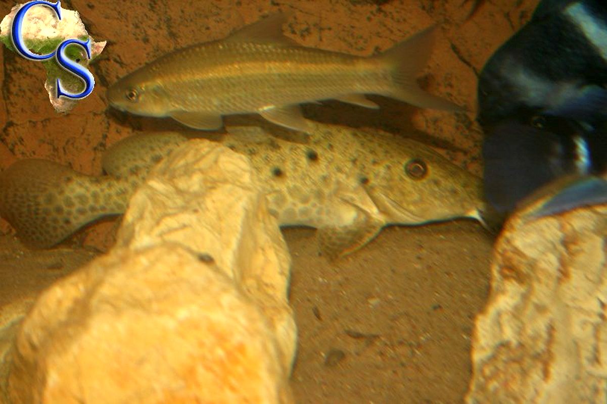 Auchenoglanis tanganicanus