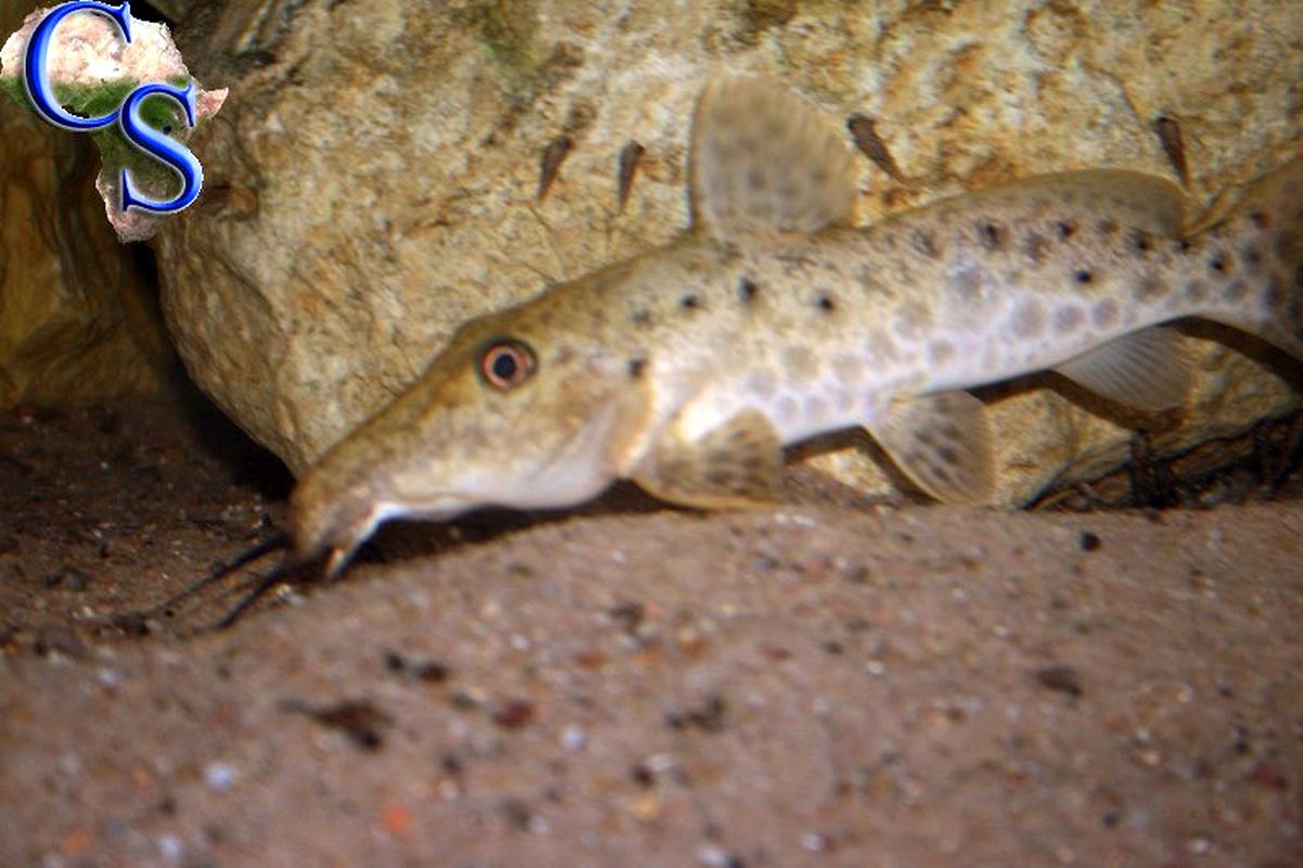 Auchenoglanis tanganicanus
