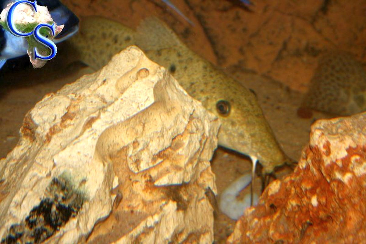 Auchenoglanis tanganicanus