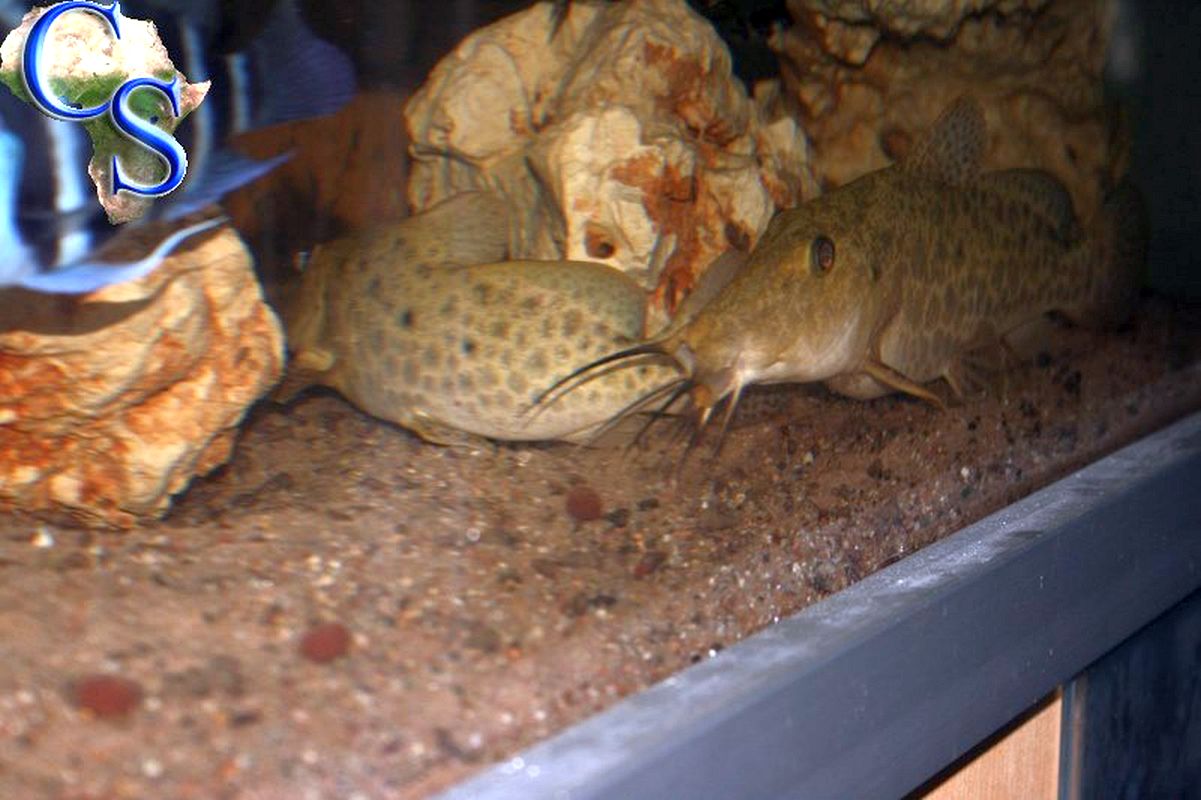 Auchenoglanis tanganicanus