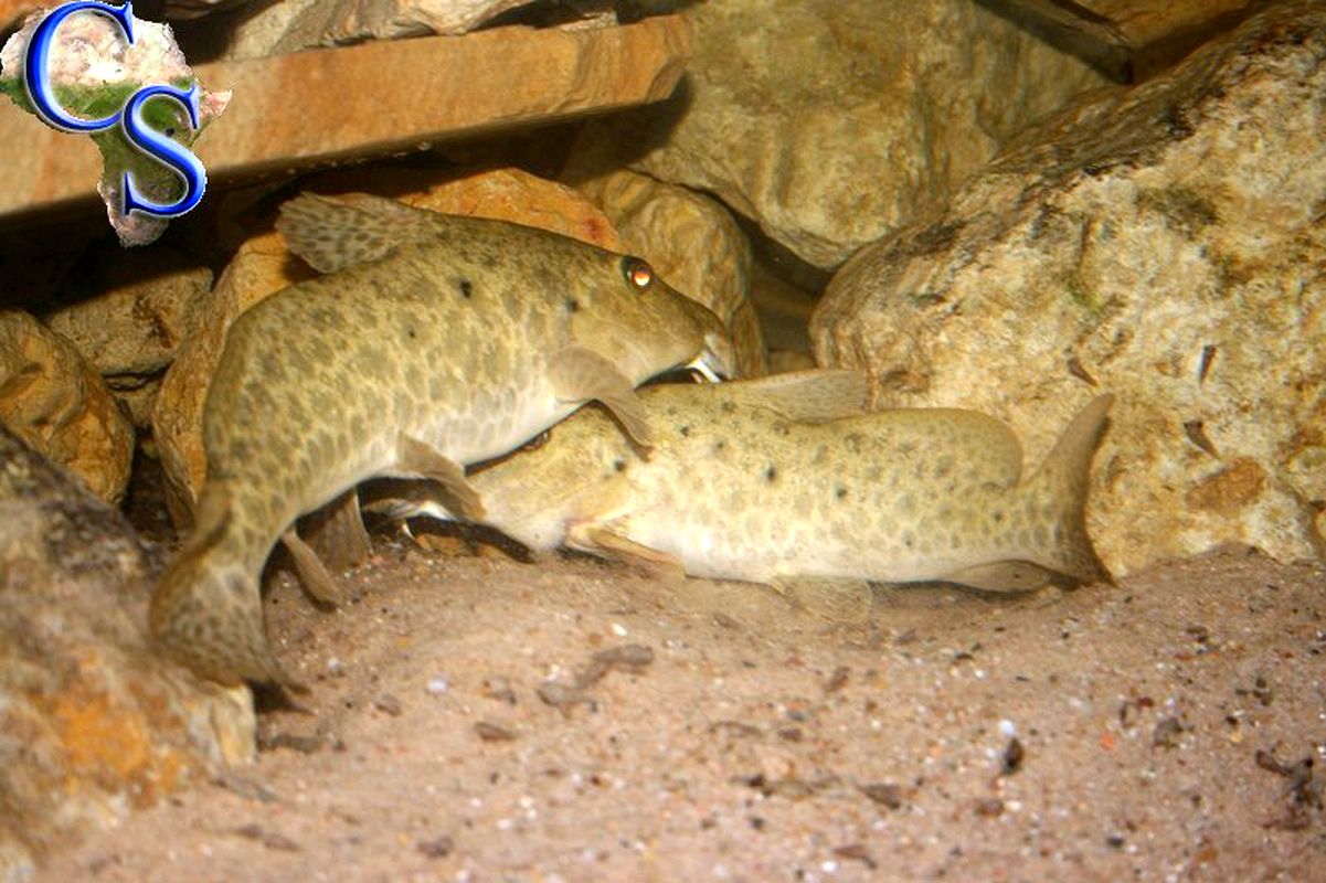 Auchenoglanis tanganicanus