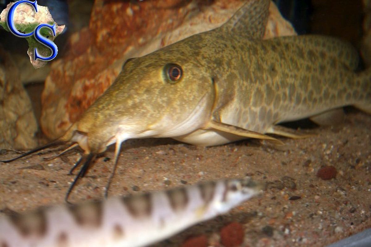 Auchenoglanis tanganicanus