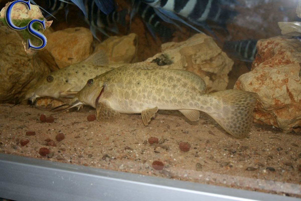 Auchenoglanis tanganicanus