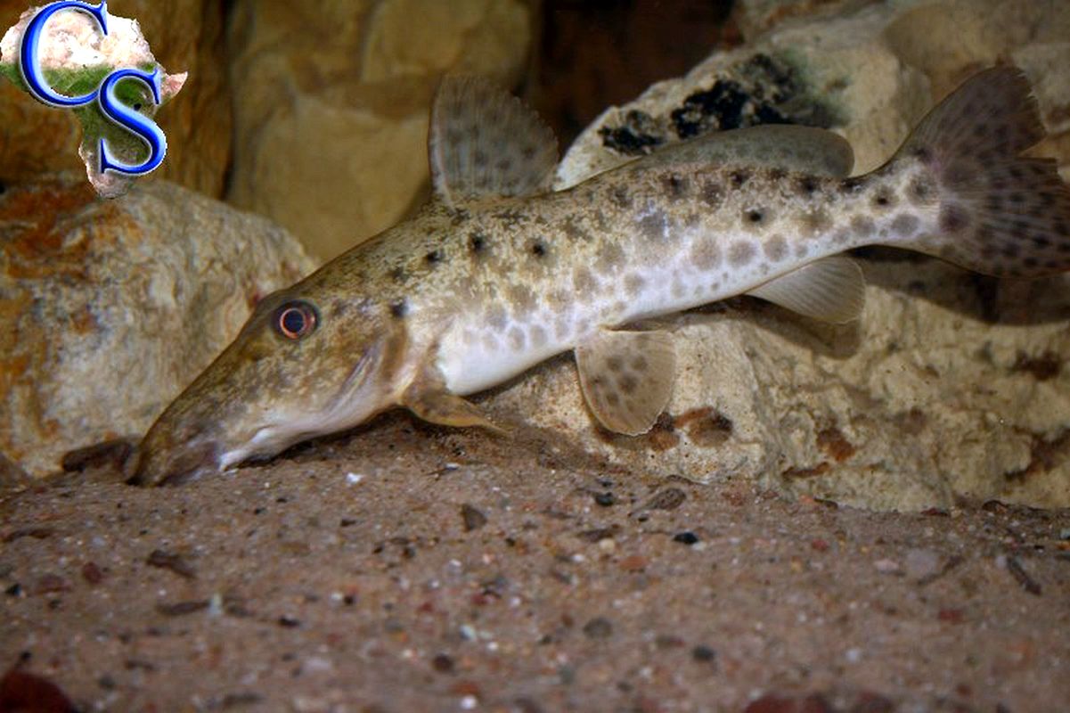 Auchenoglanis tanganicanus