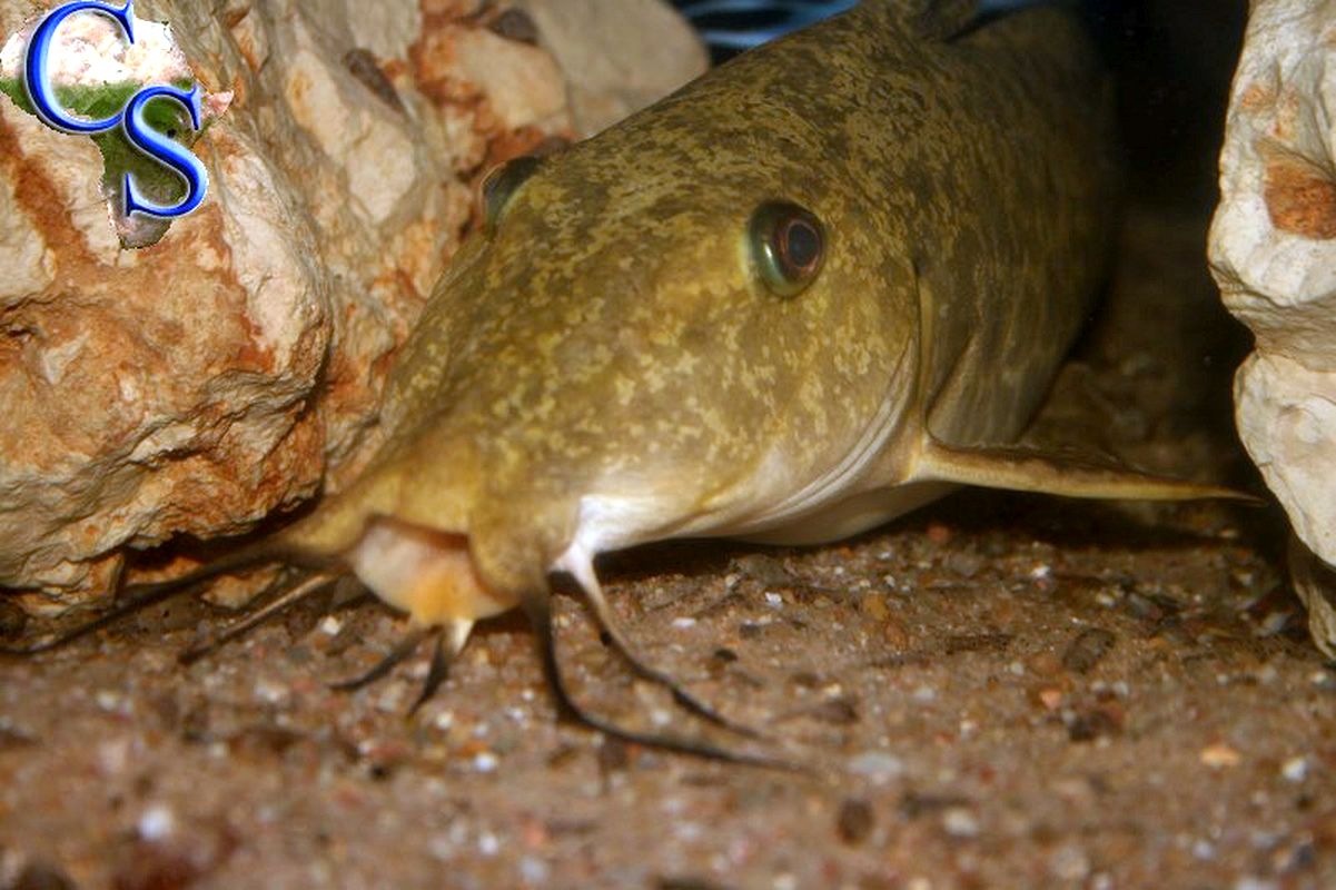 Auchenoglanis tanganicanus