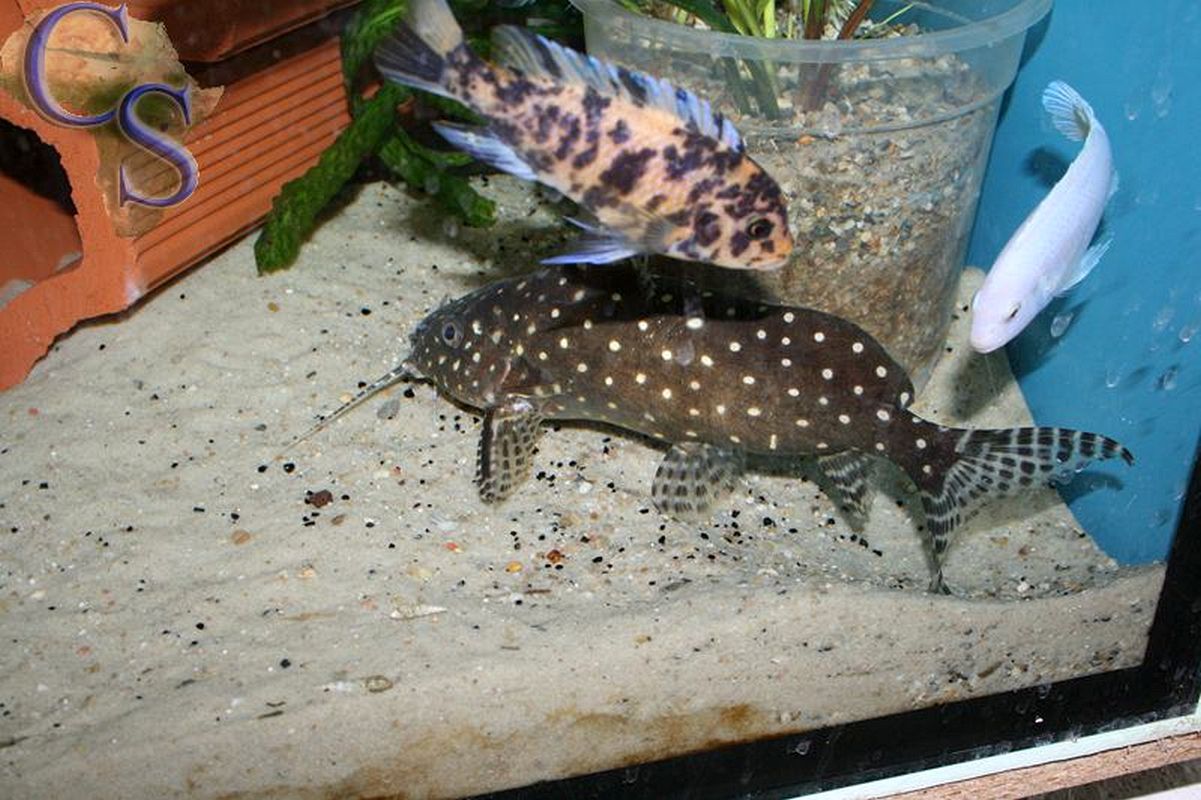 Synodontis angelicus