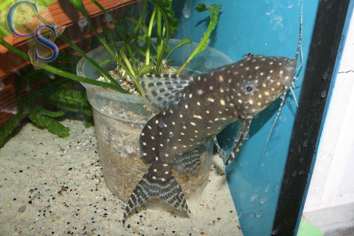 Synodontis angelicus
