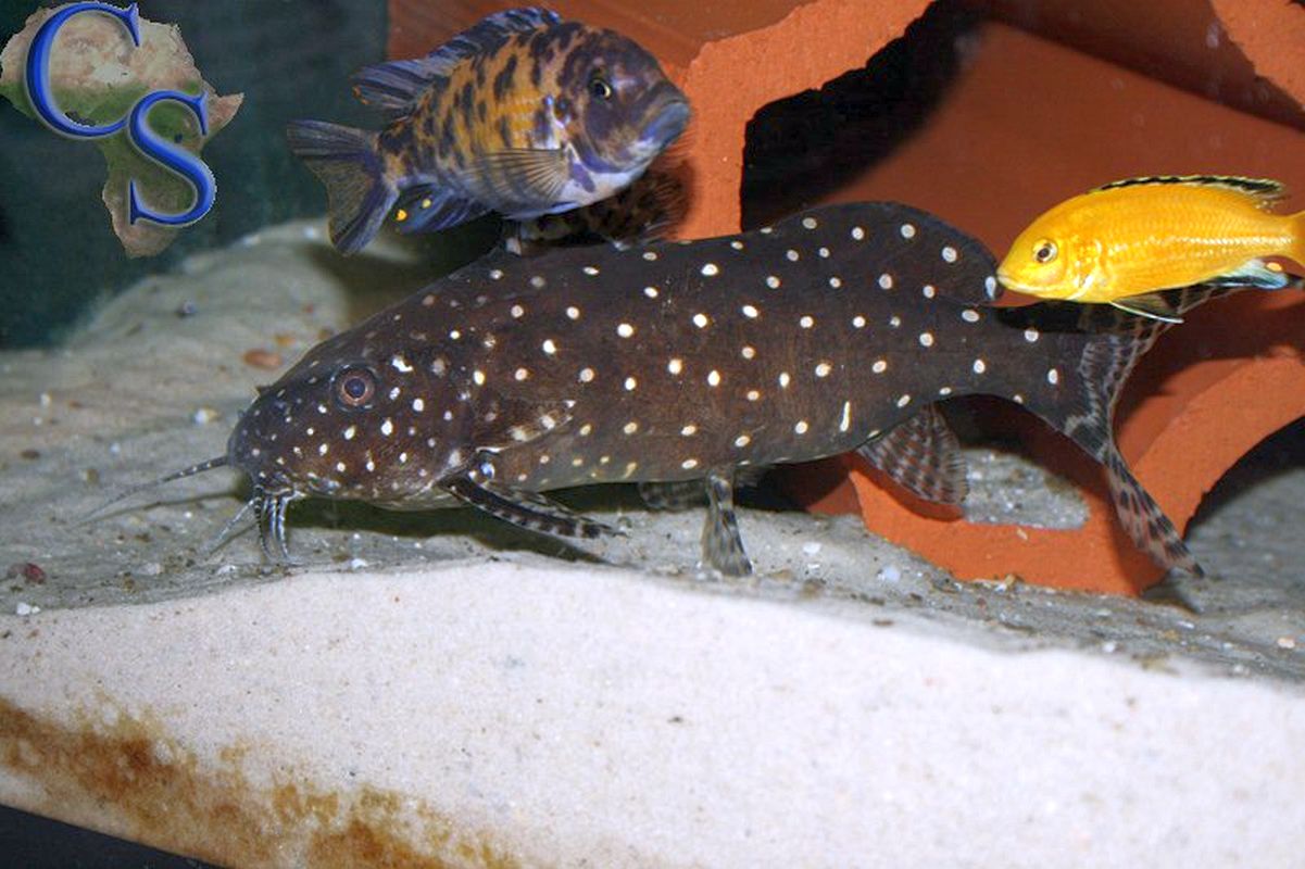 Synodontis angelicus