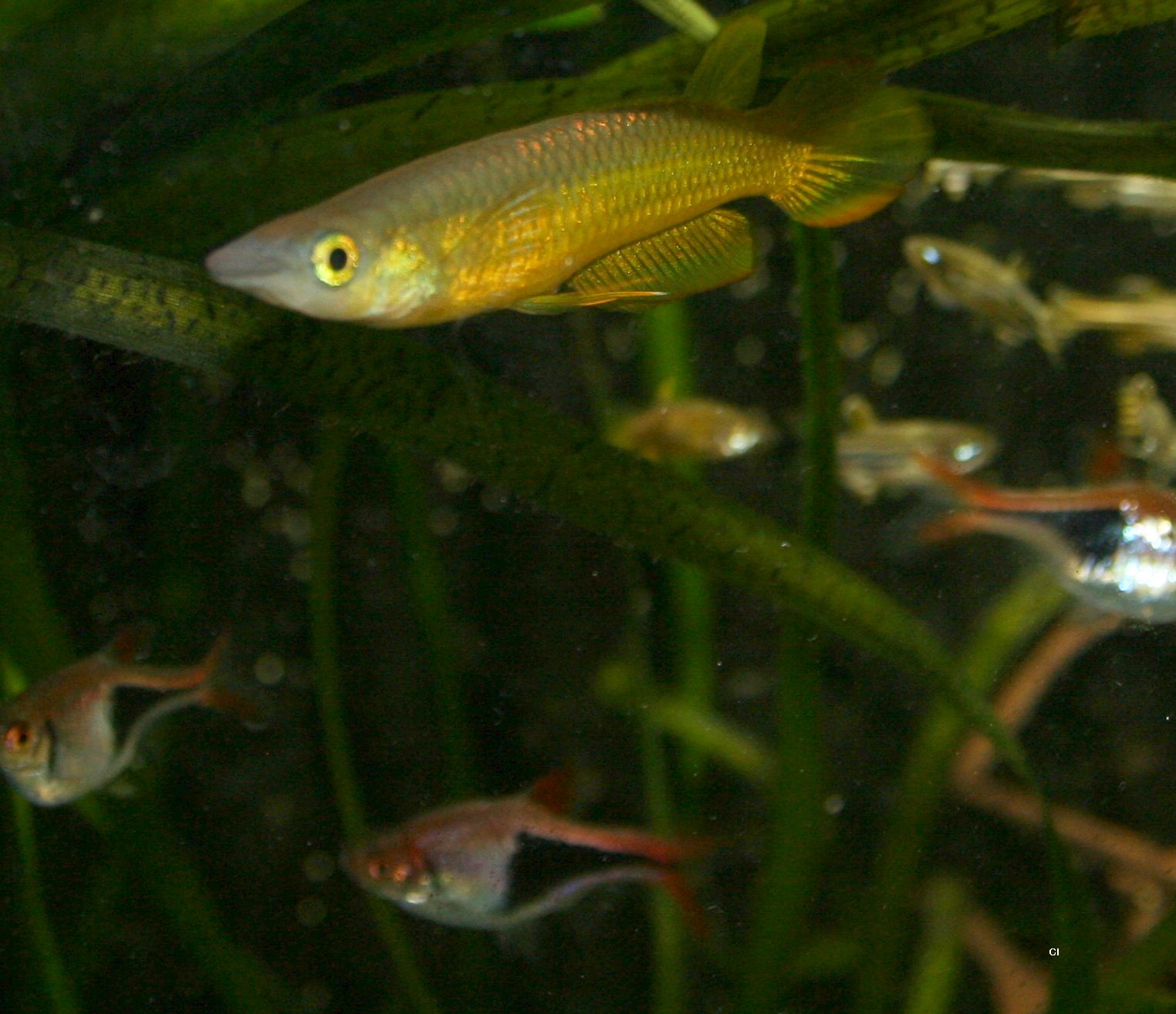 Aplocheilus lineatus var. Gold