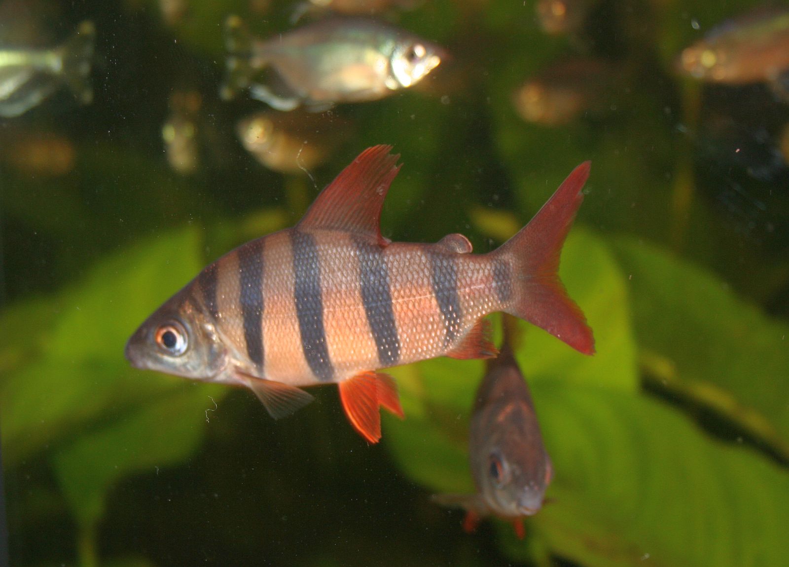 Distichodus sexfasciatus