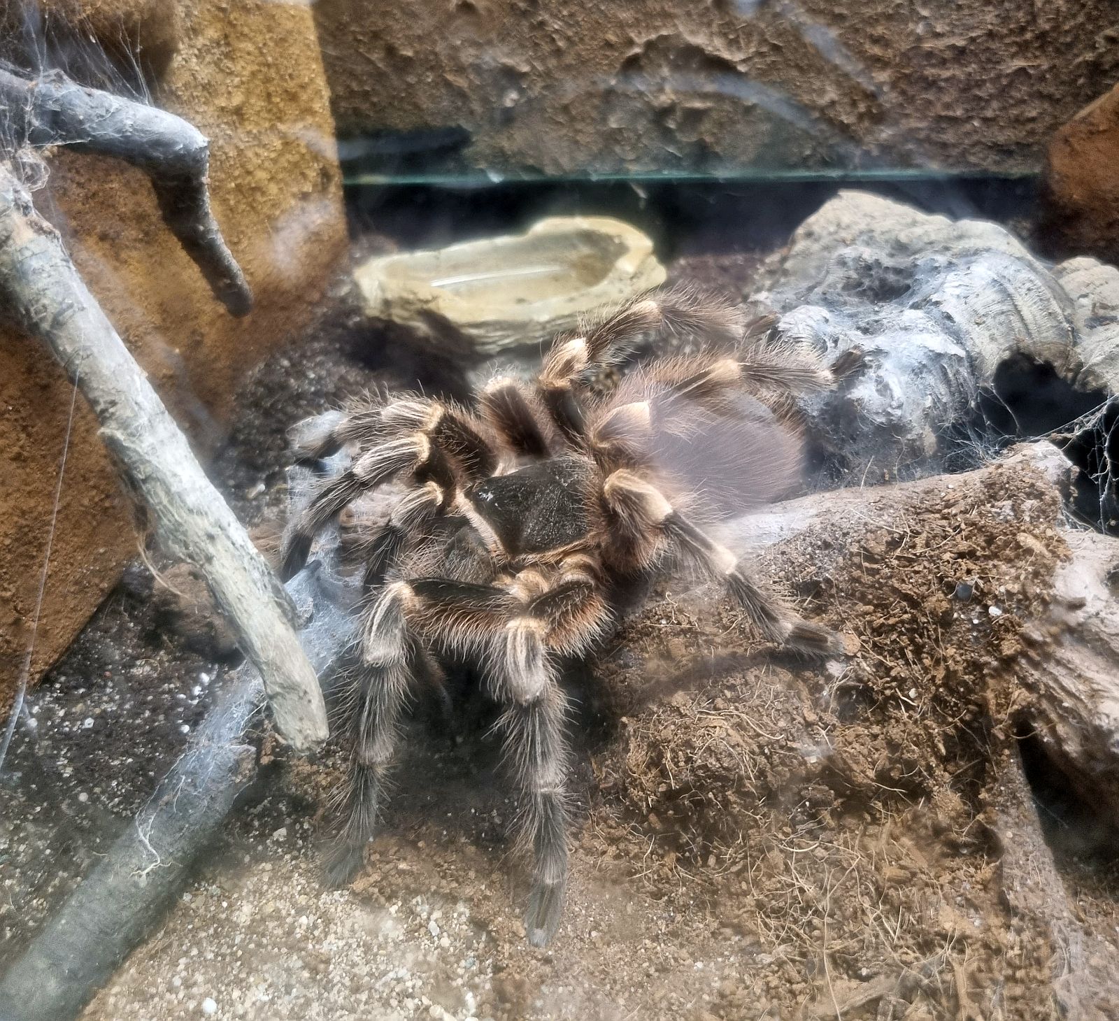Acanthoscurria geniculata