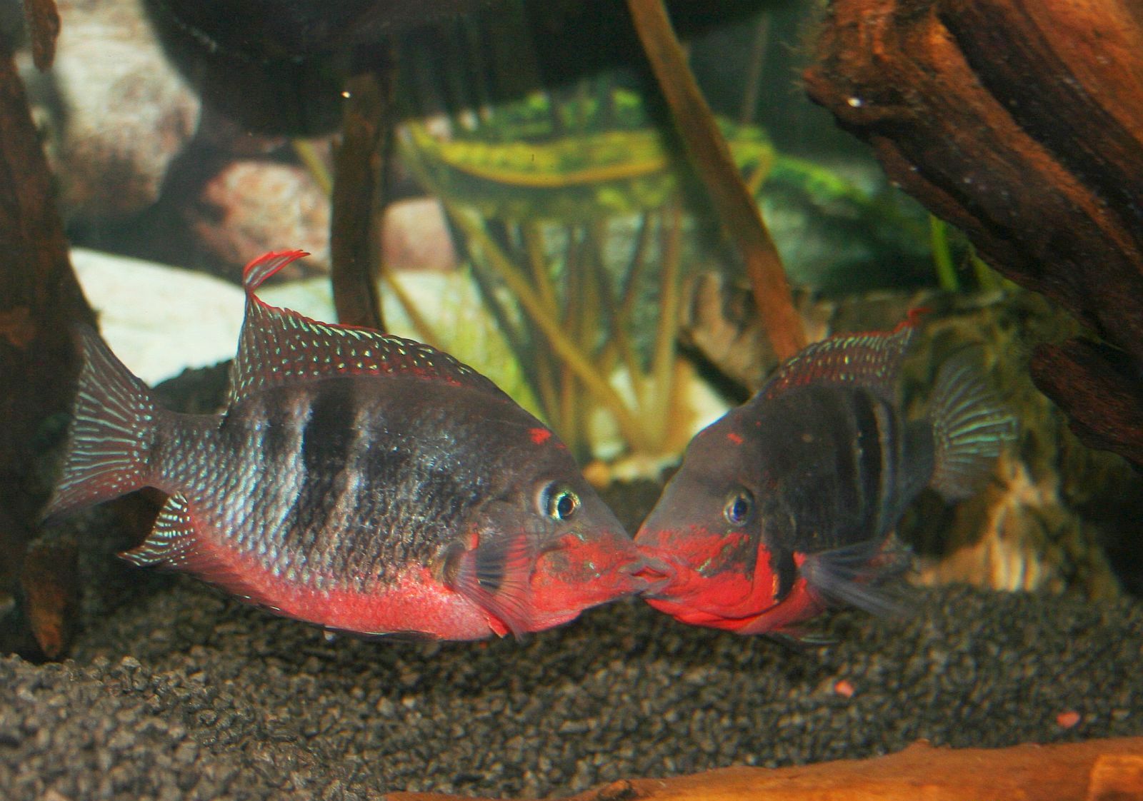 Thorichthys meeki