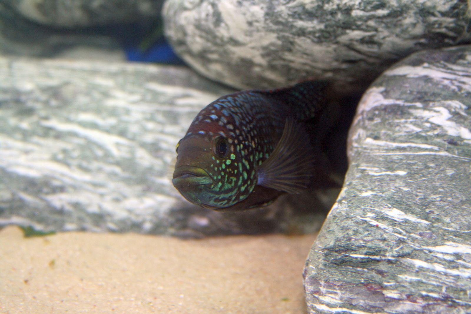 Rocio octofasciata
