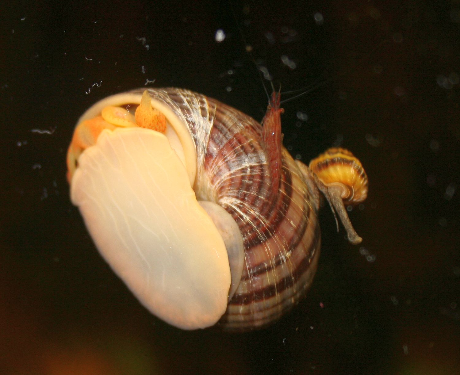 Apfelschnecke mit Garnele und Raubturmdeckelschnecke