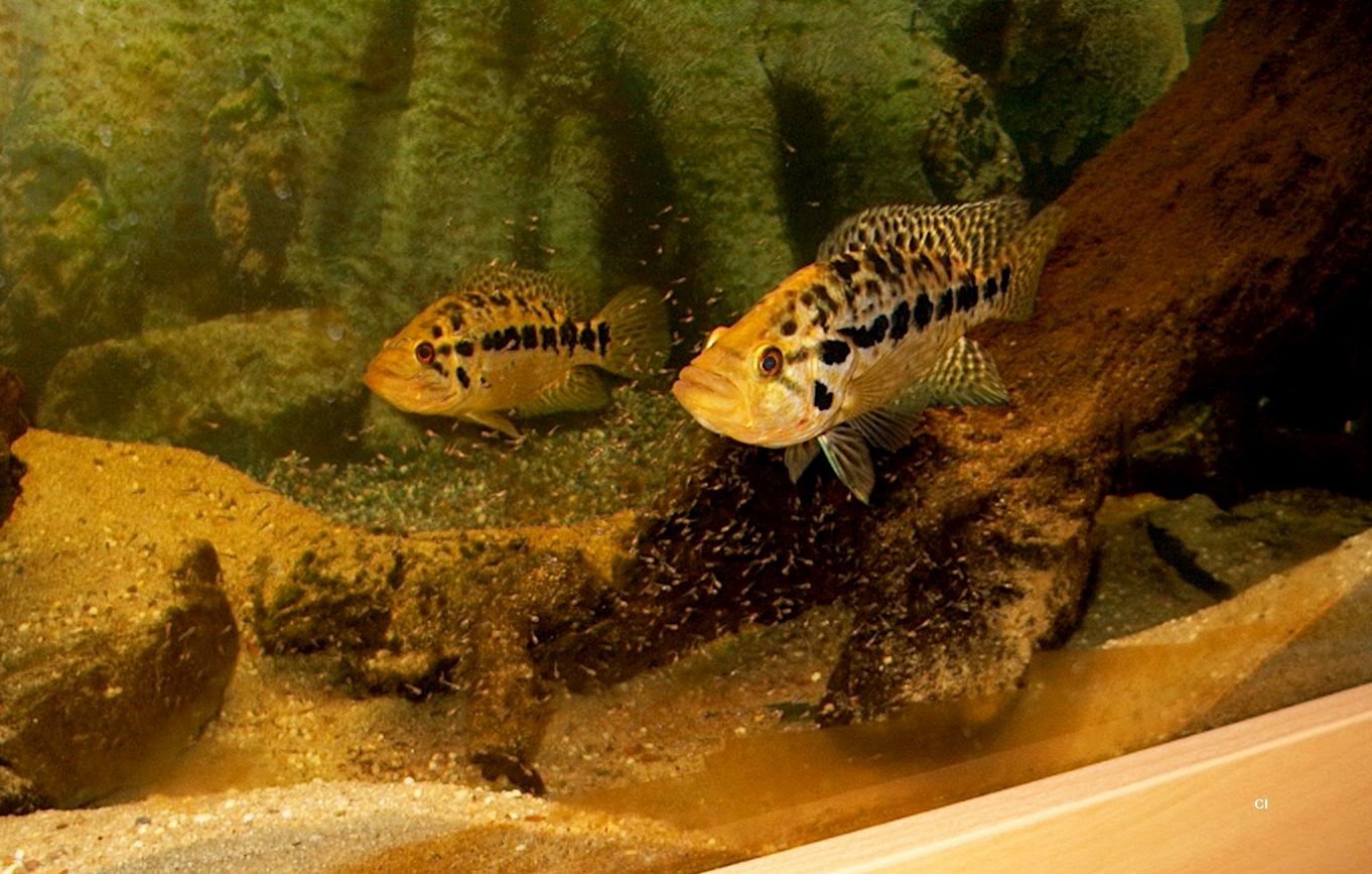 Parachromis managuensis