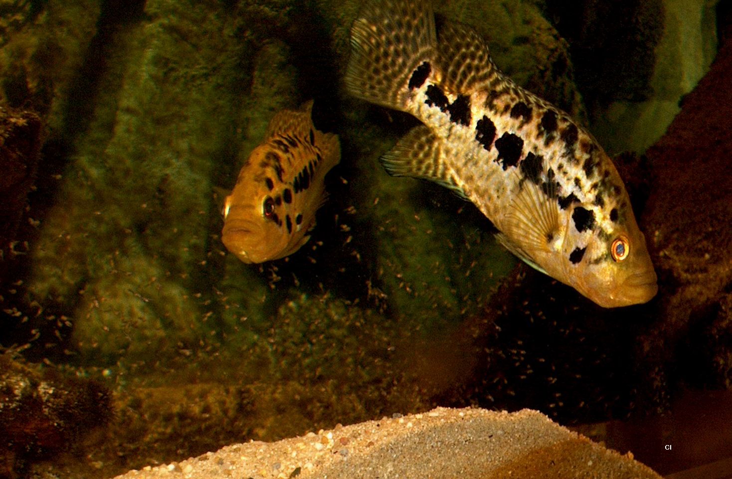 Parachromis managuensis