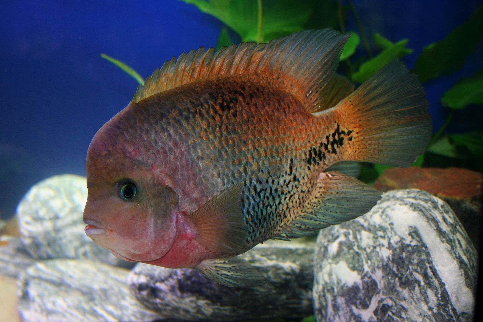 Vieja melanurus