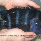 Cyphotiapia giberrosa blue Zaire moba WF