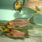 Petrochromis trewavasae WF