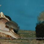 Telmatochromis burgeoni