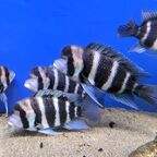 Cyphotilapia frontosa