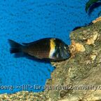 Tropheus duboisi Maswa