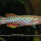 Fundulopanchax gardneri