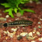 Ohrgitterharnischwelse Otocinclus