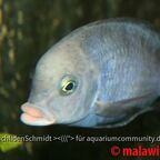 Cyrtocara moorii