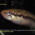 Scriptaphyosemion geryi
